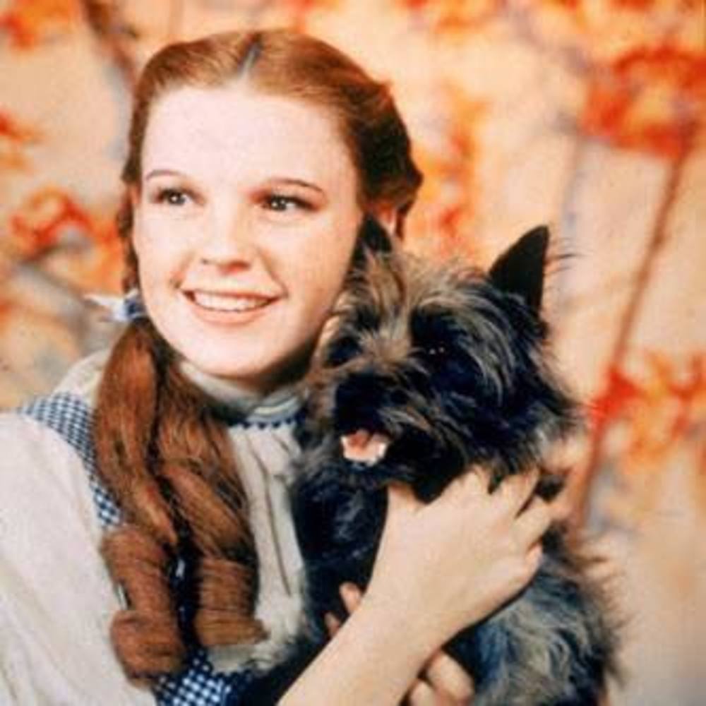 Meet your Posher, Dorothy